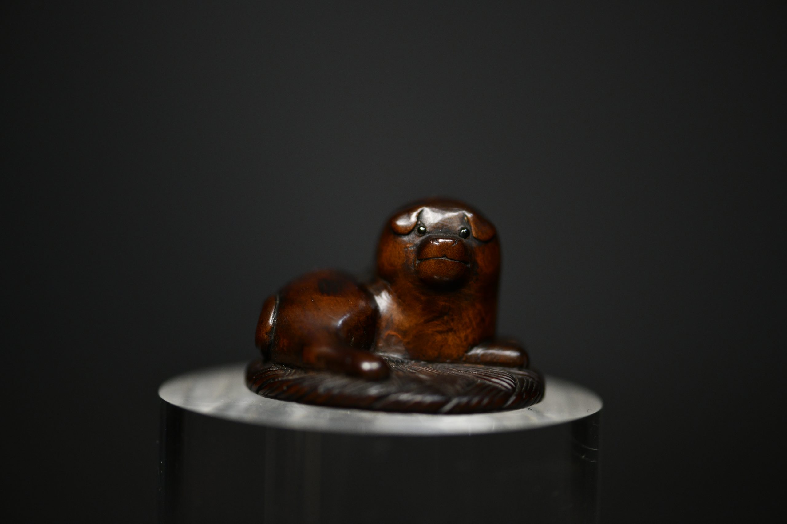 dog wood